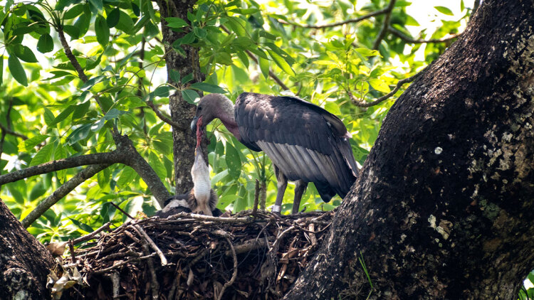 Γεννήθηκαν οι πρώτοι μαυρογύπες σε τεχνητές φωλιές στο δάσος της Δαδιάς
