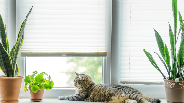 Γάτες που ζουν σε διαμέρισμα: Είναι πραγματικά ευτυχισμένες ή απλώς συμβιβάζονται;