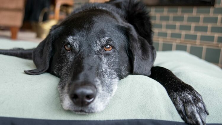 Τι μπορείτε να κάνετε για να περάσει ο ηλικιωμένος σκύλος σας τις τελευταίες του μέρες ευτυχισμένος