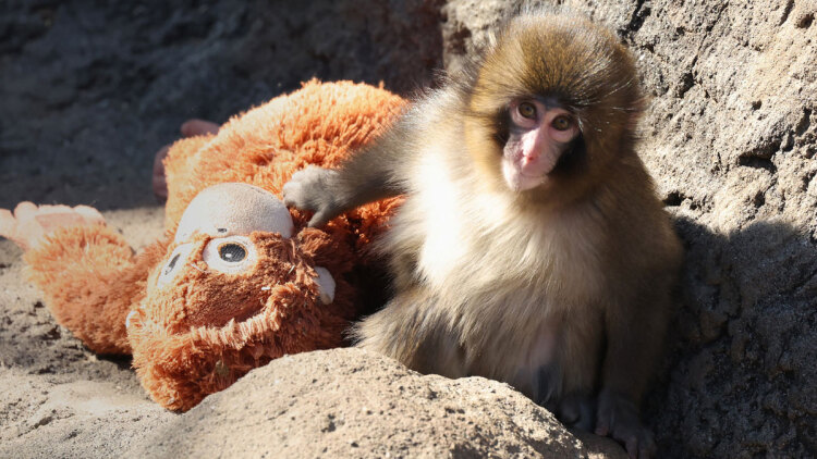 Ανησυχία για τον Παντς που έγινε viral αγκαλιάζοντας λούτρινο αρκουδάκι: Δέχεται πειθαρχικές ενέργειες από κυρίαρχες μαϊμούδες, απαντά ο ζωολογικός