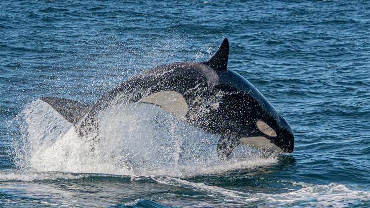 Η ανατριχιαστική στιγμή που μια φάλαινα όρκα μιμείται την ανθρώπινη ομιλία