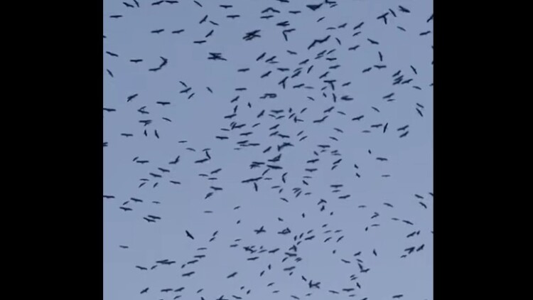 Εντυπωσιακό θέαμα στον Λίβανο: Χιλιάδες πελαργοί γέμισαν τον ουρανό καθ' οδόν προς τους τόπους αναπαραγωγής τους