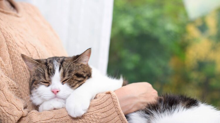 6 πράξεις αγάπης που κάνει η γάτα μας για εμάς