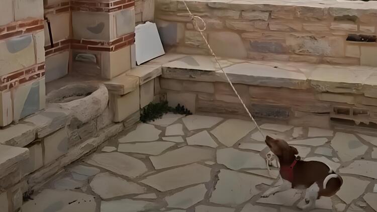 Σκύλος χτυπά την καμπάνα σε εκκλησία στην Κρήτη και γίνεται viral, δείτε βίντεο