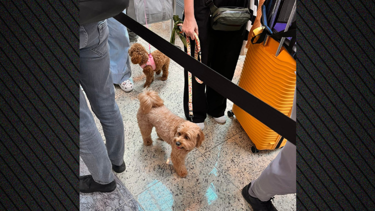 Ολοκληρώθηκε ο επαναπατρισμός 90 Ελλήνων με τα ζώα συντροφιάς τους, συγκινητικές στιγμές στο «Ελ. Βενιζέλος», φωτογραφίες