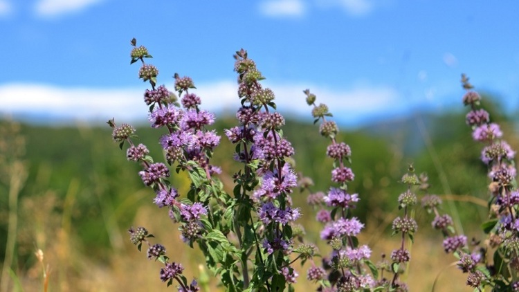 Φλισκούνι: Τι γεύση έχει η «άγρια μέντα» της Ελλάδας