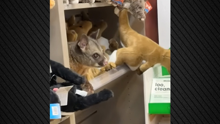 Πόσουμ κρύβεται ανάμεσα σε λούτρινα ζωάκια σε κατάστημα με αναμνηστικά στο αεροδρόμιο της Τασμανίας, δείτε βίντεο