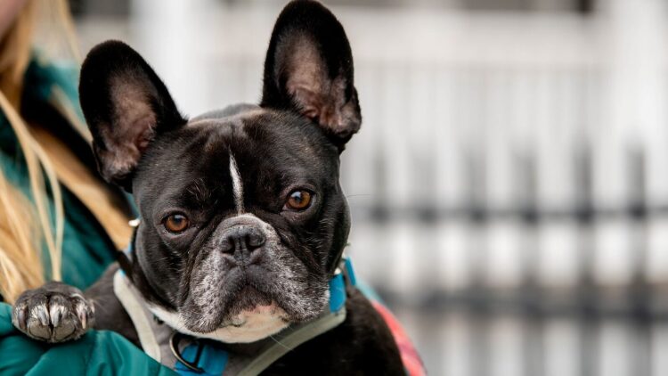 Οι ενοχλητικές φράσεις – συμβουλές που κάθε κηδεμόνας σκύλου έχει ακούσει