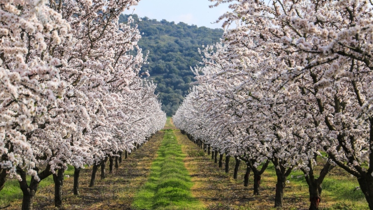 Σαν πίνακας ζωγραφικής: Η Λάρισα «ντύθηκε» στα λευκά από τις ανθισμένες αμυγδαλιές, δείτε εικόνες