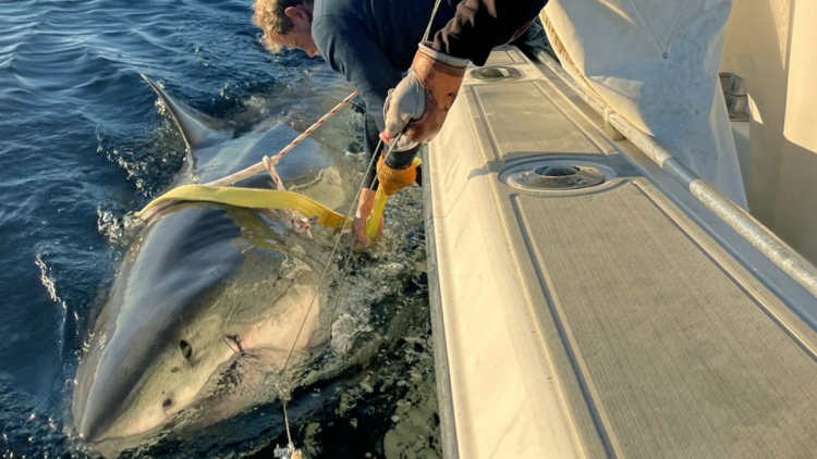 Ο μεγαλύτερος λευκός καρχαρίας που έχει καταγραφεί πλησιάζει τουριστική ακτή στη Φλόριντα
