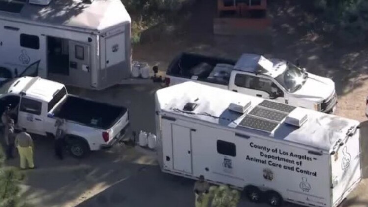 Επιχείρηση - μαμούθ στο Λος Άντζελες για να σωθούν 700 σκύλοι και γάτες, η μεγσλύτερη στην ιστορία των ΗΠΑ, βίντεο