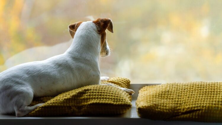 Πώς νιώθει ο σκύλος κάθε φορά που μας βλέπει να φεύγουμε από το σπίτι