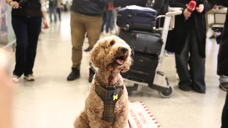 «Συγκινητικές σκηνές» στην Αθήνα - Μεγάλο ενδιαφέρον διεθνών ΜΜΕ για την ελληνική επιχείρηση επαναπατρισμού κατοικιδίων από τη Μέση Ανατολή