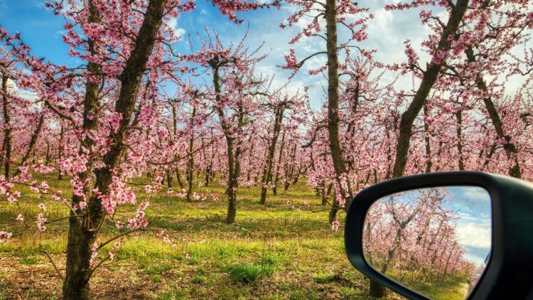 4 ανοιξιάτικες εκδρομές στην ελληνική Φύση