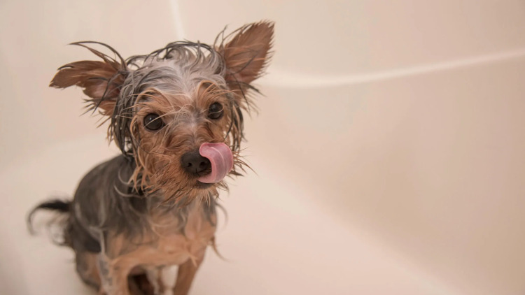 Οι απίστευτοι λόγοι που o σκύλος μας γλείφεται μετά το μπάνιο του
