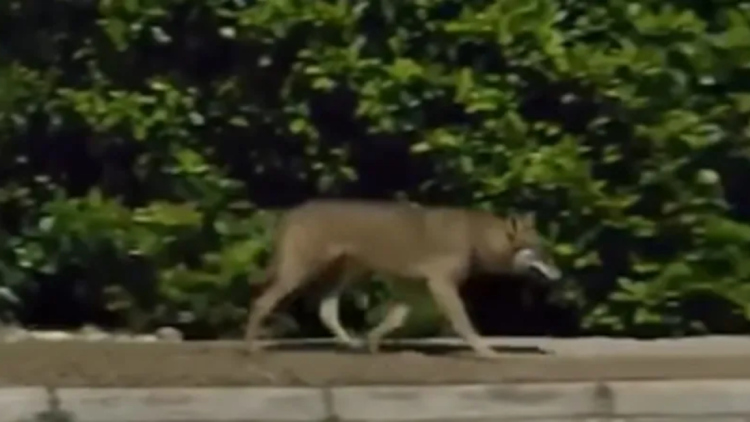 Λύκος κινείται ανενόχλητος δίπλα σε σπίτια στους Θρακομακεδόνες, δείτε βίντεο 
