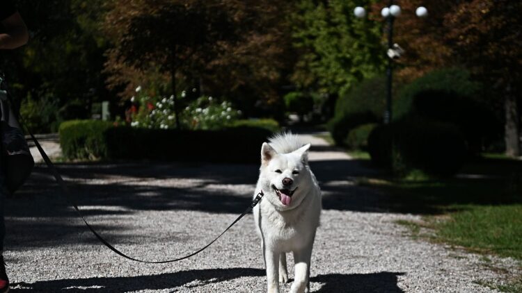 “Α Day with my Pet”: Αυτό το Σάββατο η γιορτή για τα ζώα συντροφιάς στον Δήμο Αμαρουσίου
