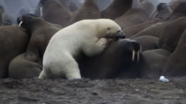 Όταν οι θηρευτές χάνουν: Σπάνια ήττα πολικής αρκούδας στην Αρκτική, η ιστορία πίσω από την θρυλική σκηνή του Planet Earth