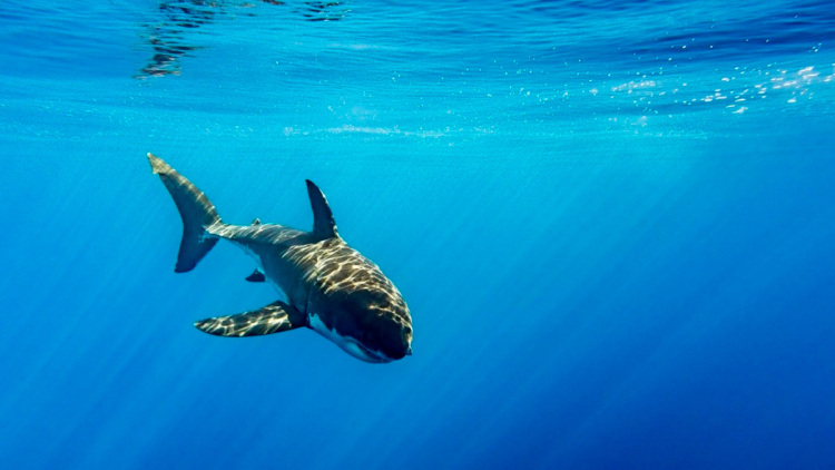 Καρχαρίες τίγκα σε… κοκαΐνη και καφεΐνη: Τι βρήκαν οι επιστήμονες σε τουριστικό «παράδεισο»