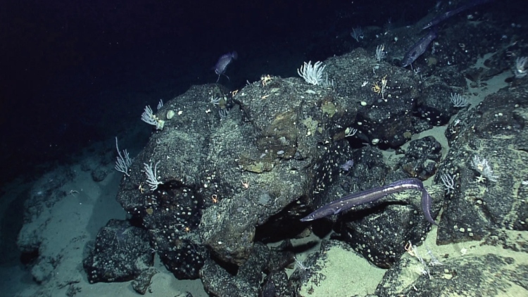 Η NASA χαρτογράφησε τον βυθό της Γης από το διάστημα και ανακάλυψε άγνωστα στοιχεία που αλλάζουν τα δεδομένα