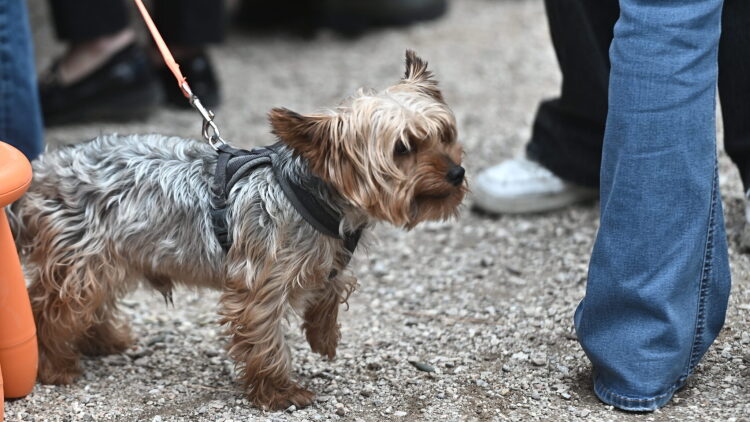 Υιοθεσίες σκύλων, παιχνίδια και δώρα από το Topetmou.gr αυτό το Σάββατο στο Μαρούσι