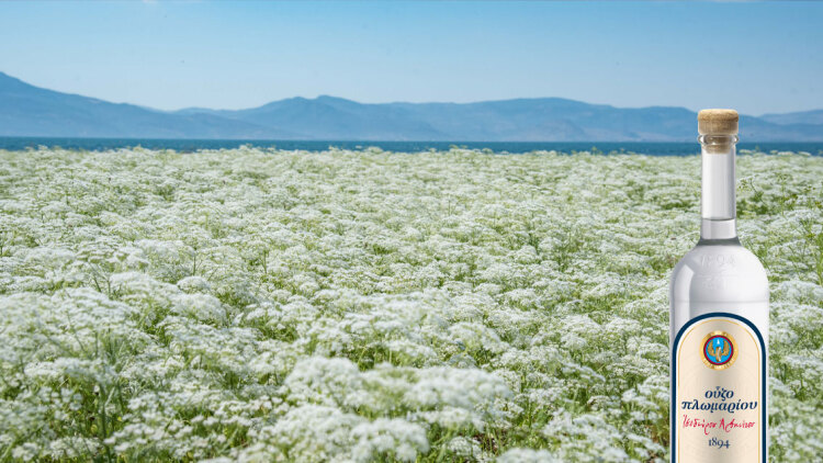 Στο Λισβόρι της Λέσβου ξεκινά μια παράδοση 130 ετών
