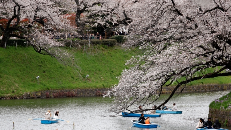 Άνθισαν οι κερασιές στο Τόκιο, πλήθος κόσμου απολαμβάνει το ροζ τοπίο