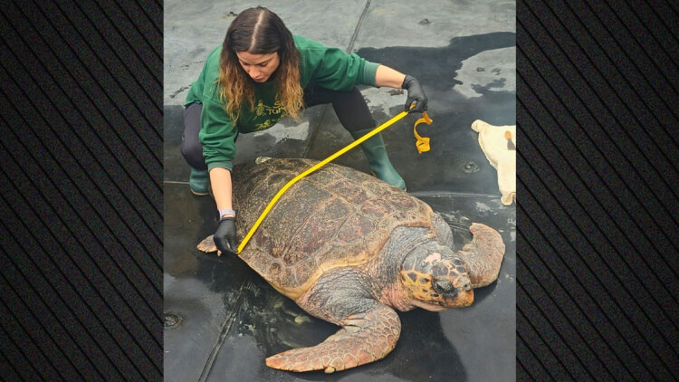 Από την κακοποίηση στην ελευθερία: Χελώνα γίγας 105 κιλών επιστρέφει στη θάλασσα μετά τη διάσωσή της στην Ελλάδα