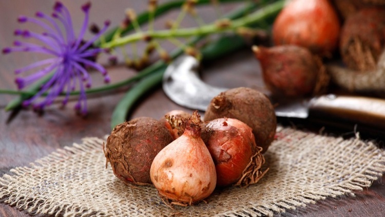 Μούσκαρι: Το μωβ λουλούδι που τρώγεται, οι ασκουρδολάκοι και τα κουρκουτζέλια