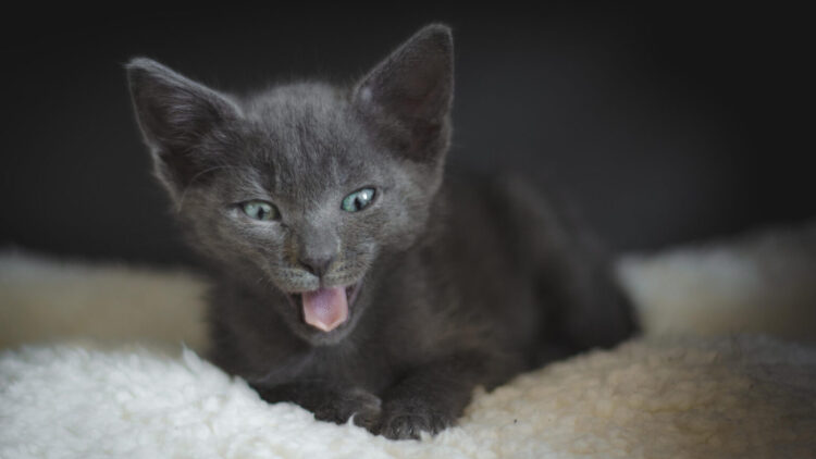 Πώς να ”πείσετε” τη γάτα σας να σταματήσει να νιαουρίζει τη νύχτα