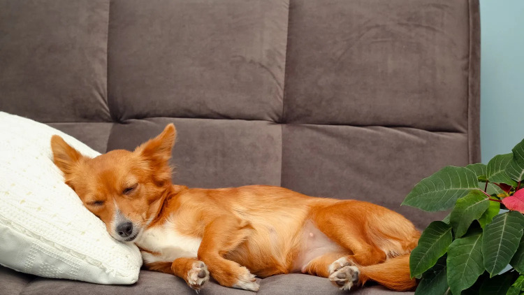 Ποιο είναι το ιδανικό σημείο στο σπίτι για να κοιμάται ο σκύλος μας