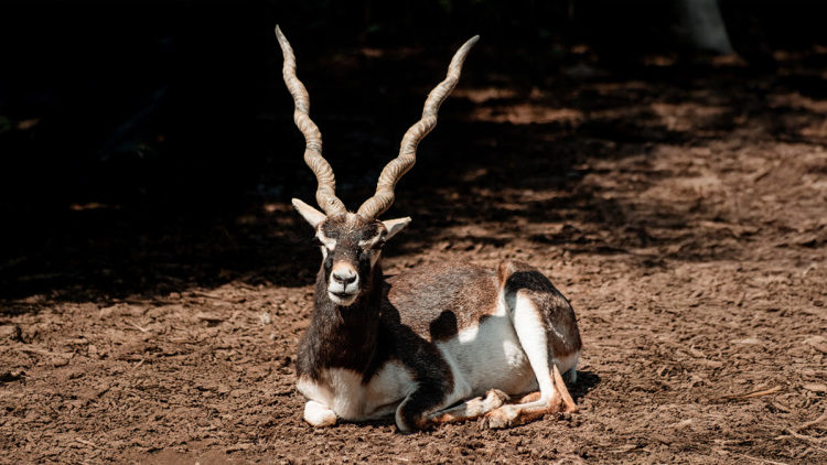 Πυροβόλησαν και σκότωσαν σπάνιο είδος αντιλόπης σε ζωολογικό κήπο στη Βιέννη
