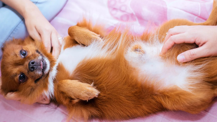 Οι σκύλοι γαργαλιούνται: Είναι μύθος ή πραγματικότητα;