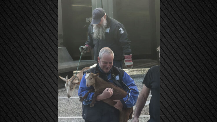 Οι Αρχές απομάκρυναν κατσίκες, κότες και πάπιες από την ταράτσα στους Αμπελόκηπους, δείτε βίντεο και φωτογραφίες