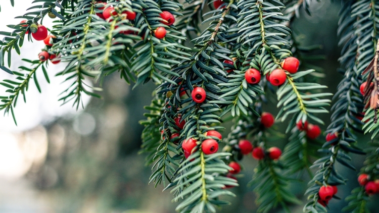 Από τα ελληνικά βουνά στα αντικαρκινικά φάρμακα: Τι δείχνει μελέτη του ΑΠΘ για τον ίταμο