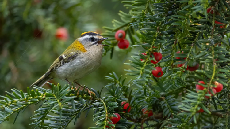 Ίταμος: Το σπάνιο δέντρο των ελληνικών βουνών με αντικαρκινική δράση
