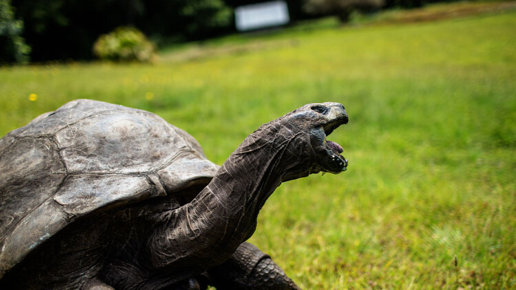 Απατεώνας με κρυπτονομίσματα πέθανε τη χελώνα Τζόναθαν που αισίως «πάτησε» τα 194