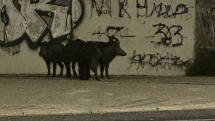 Αγριογούρουνα εμφανίστηκαν κοντά σε περιφερειακό δρόμο στον Βόλο