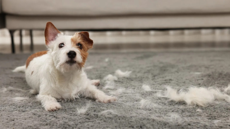 Οι 3 “μαγικές” κινήσεις για να μη μαδάει ο σκύλος σας την άνοιξη
