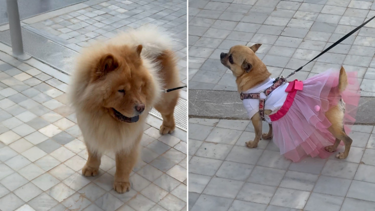 Η πρώτη αγκαλιά που σημαίνει πολλά: Η στιγμή που υιοθετούνται σκύλοι και γάτες στο Woof Festival 2026 από topetmou.gr