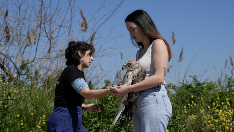 Θεσσαλονίκη: 12 Άγρια πουλιά επανεντάχθηκαν σε Καλοχώρι και Κορώνεια, δείτε φωτογραφίες
