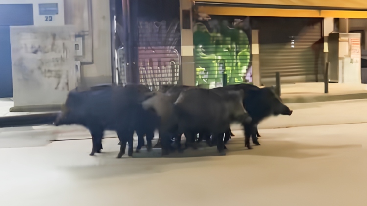 Οικογένεια αγριογούρουνων έκανε... βόλτα στο κέντρο της Θεσσαλονίκης, δείτε βίντεο