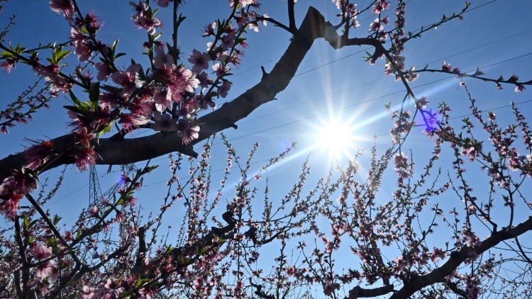 Με ανοιξιάτικες θερμοκρασίες ξεκινά η Μεγάλη Εβδομάδα, έως 24 βαθμούς Μ.Τρίτη και Μ.Τετάρτη
