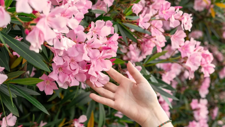 Το τοξικό φυτό που ο ΕΟΔΥ ζητά να ξεριζωθεί από τα σχολεία