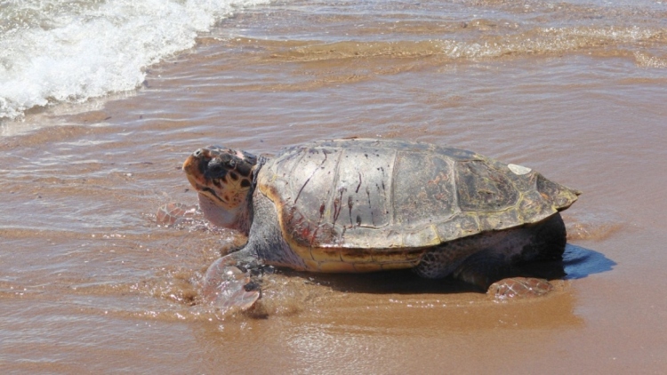 Ο «Έβερεστ», η θαλάσσια χελώνα των 105 κιλών που νίκησε τον θάνατο επέστρεψε στο απέραντο γαλάζιο, δείτε εικόνες