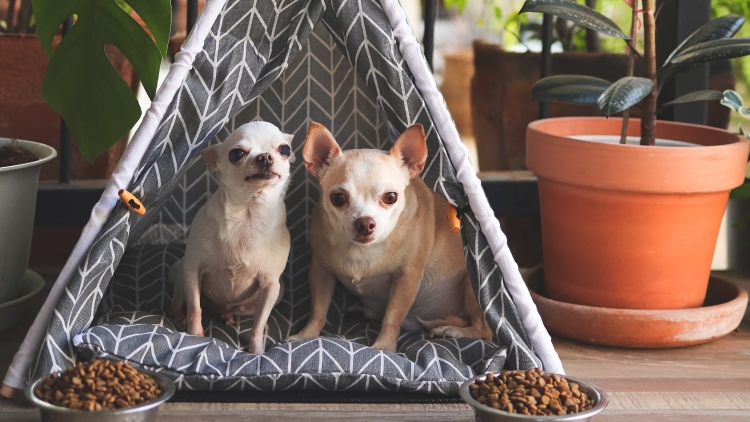 Γιατί οι σκύλοι σνομπάρουν το φαγητό τους – Οι 4 πιο επιλεκτικές φυλές