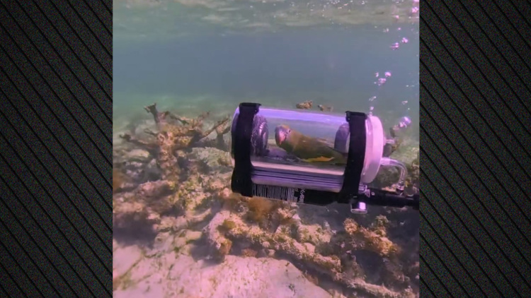 Βίντεο: Παπαγάλος έκανε κατάδυση με αυτοσχέδιο υποβρύχιο στις Μπαχάμες, ο ιδιοκτήτης του λέει πως δεν αγχώθηκε