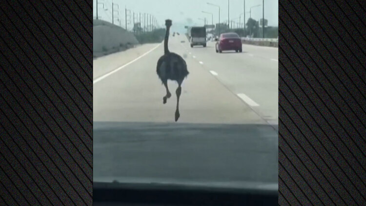 Δείτε βίντεο: Στρουθοκάμηλος «φυγάς» τρέχει σε αυτοκινητόδρομο στην Ταϊλάνδη δίπλα στα αυτοκίνητα