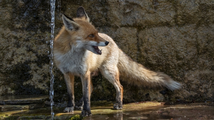 Ξεκινά η 22η εναέρια εκστρατεία εμβολιασμού αλεπούδων κατά της λύσσας: Ρίψεις δολωμάτων σε 17 Περιφερειακές Ενότητες