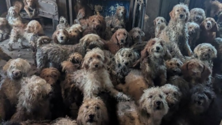 Θεώρησαν αυτή τη φωτογραφία προϊόν ΑΙ: Είναι αληθινή και κρύβει μια θλιβερή ιστορία ανθρώπων και ζώων